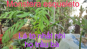 Monstera esqueleto - cây trầu bà với chiếc lá siêu to khổng lồ