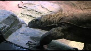 CVA: LIMB EVOLUTION: REPTILE ARM BONES.avi