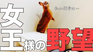 この家を牛耳りたいうさぎ #589