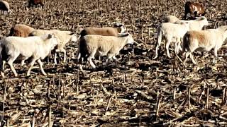 Differences in Sheep and Goat Grazing