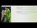 11th science -Biology-Morphology of Flowers PART-5