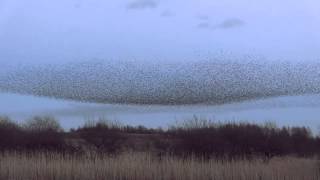 Starling Murmuration at Middleton Moor, Derbyshire