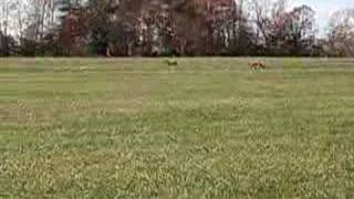 Lure coursing Ruby Nov 2007