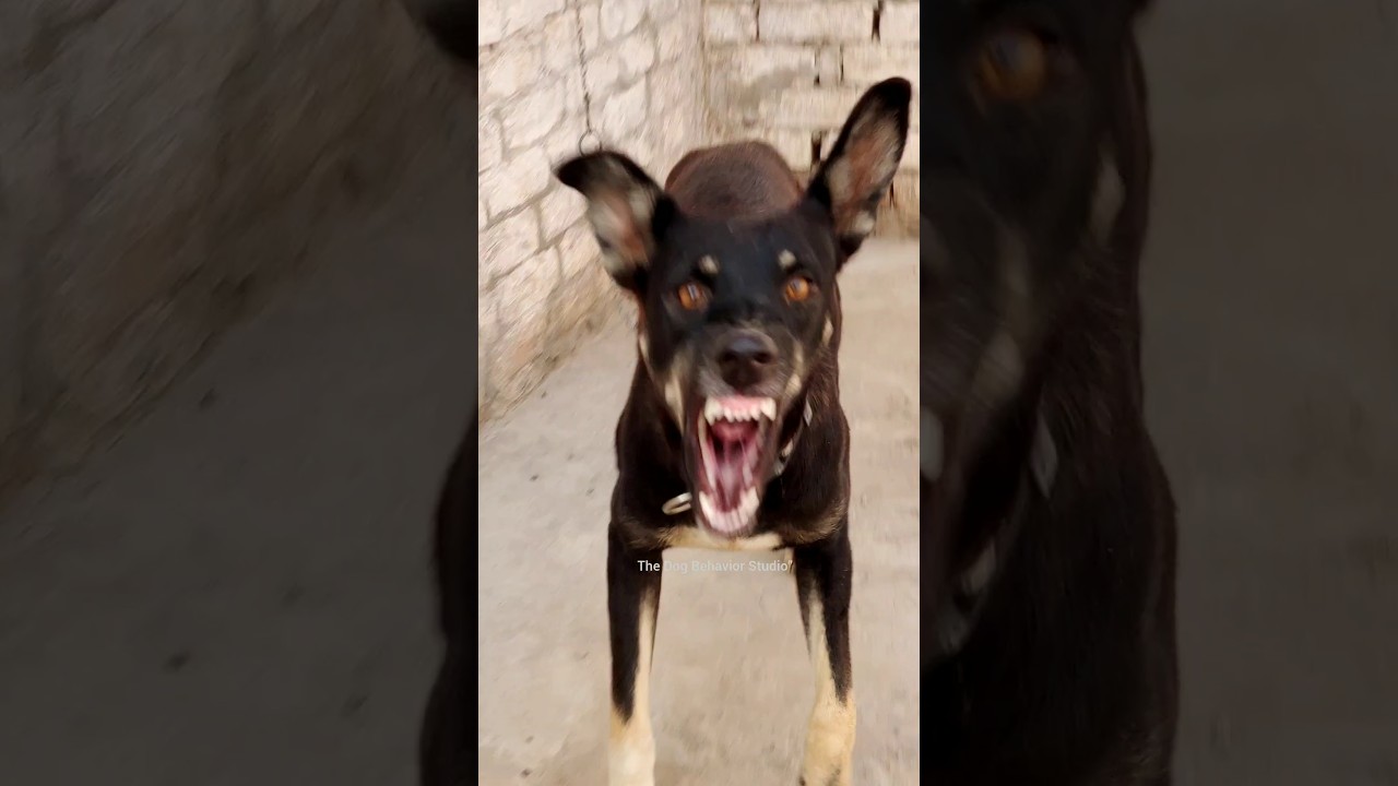 Unleashed & Unstoppable | Dog's Real Aggressive Roar