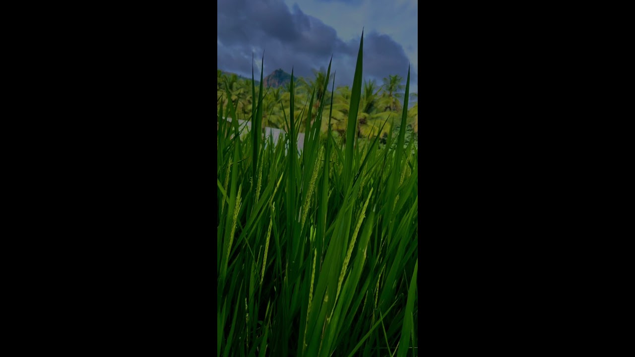 Juz feel the BGM #nature #naturephotography #dhanush #anirudh #peace #travel #bgm #relaxingmusic