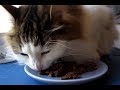 猫が餌を食べる動画（黒缶：サーモン入りまぐろとかつお）