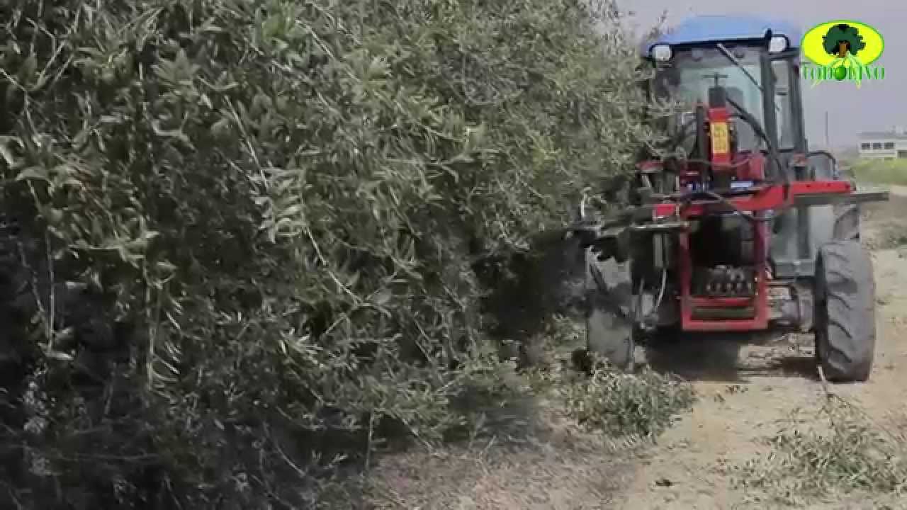 CONOCE LA PODA CONVENCIONAL REALIZADA POR TODOLIVO EN OLIVAR EN SETO