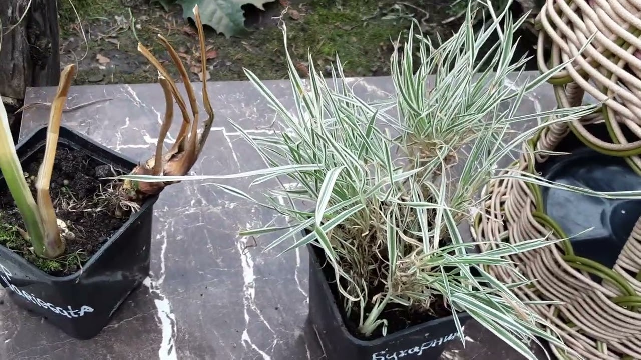 І знову нові рослинки 🤗 Як без них ?  #осока #аір #тепла  #осінь2025