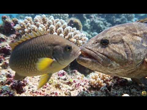The Fish That Farms Its Own Food | The Amazing Life of a Farming Fish