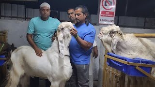 RK Goat Farm Ki Tyaari Will Shock You | Andul And Khassi Weight Gain | Faisal Bhaijaan.