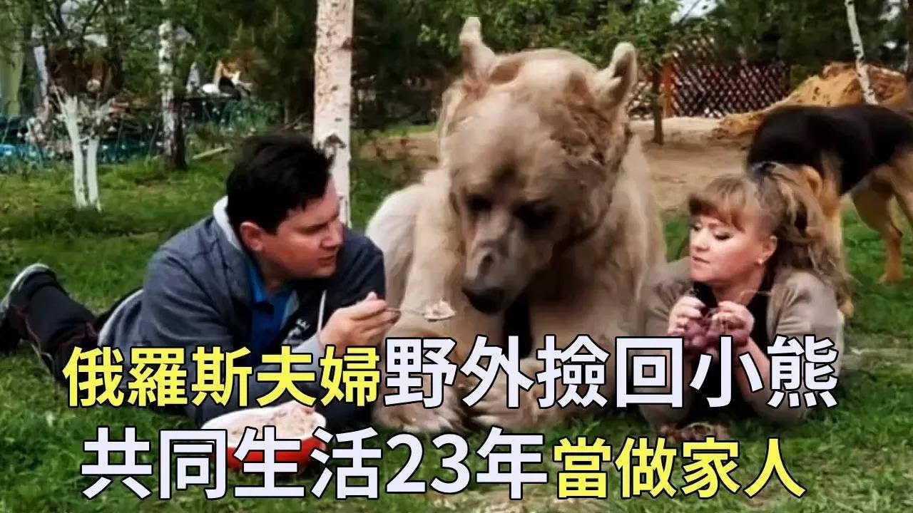 一对俄罗斯夫妇在野外捡到一只小熊，在家养了23年，每天与它同吃同睡，当它为家庭成员【小奶狗观影】