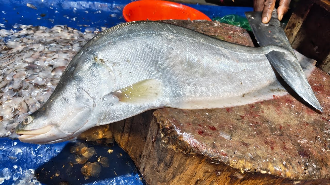 চিতল মাছ কাটিং #chital fish #Saddam fish #cutting skills #looking #very ...