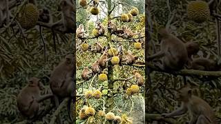 Download Lagu This failed durian harvest is always visited by a group of monkeys #durian #fruits MP3