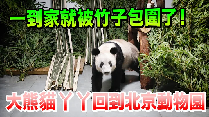 丫丫回家了！被竹子包圍 肉眼可見的胖了！ - 天天要聞