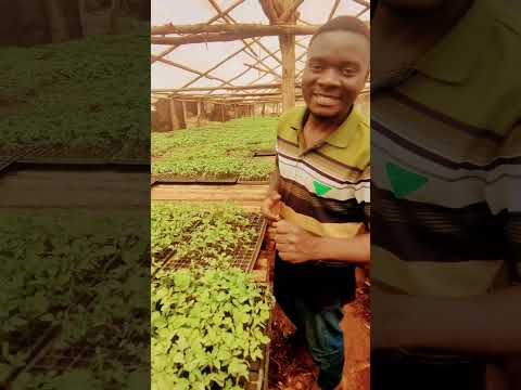 WASAMBAZAJI WA NYANYA TUNAPATIKANA SONGWE MBOZI IHANDA KARIBUNI SANA