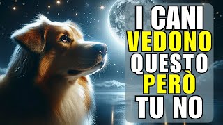 12 Cose che il Tuo Cane Può Vedere e Sentire ma Tu NON Puoi | La Spiritualità Degli Animali