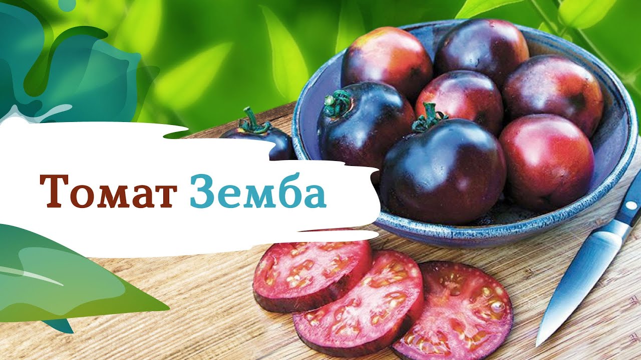 Томат Земба Отзывы Фото Урожайность Характеристика