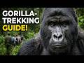 Uganda Das Spannendste Wildlife Abenteuer Gorilla Trekking