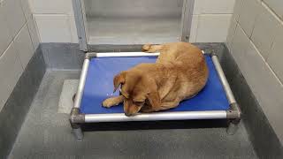 acs A670570
