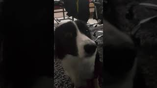 Dog on ecstasy