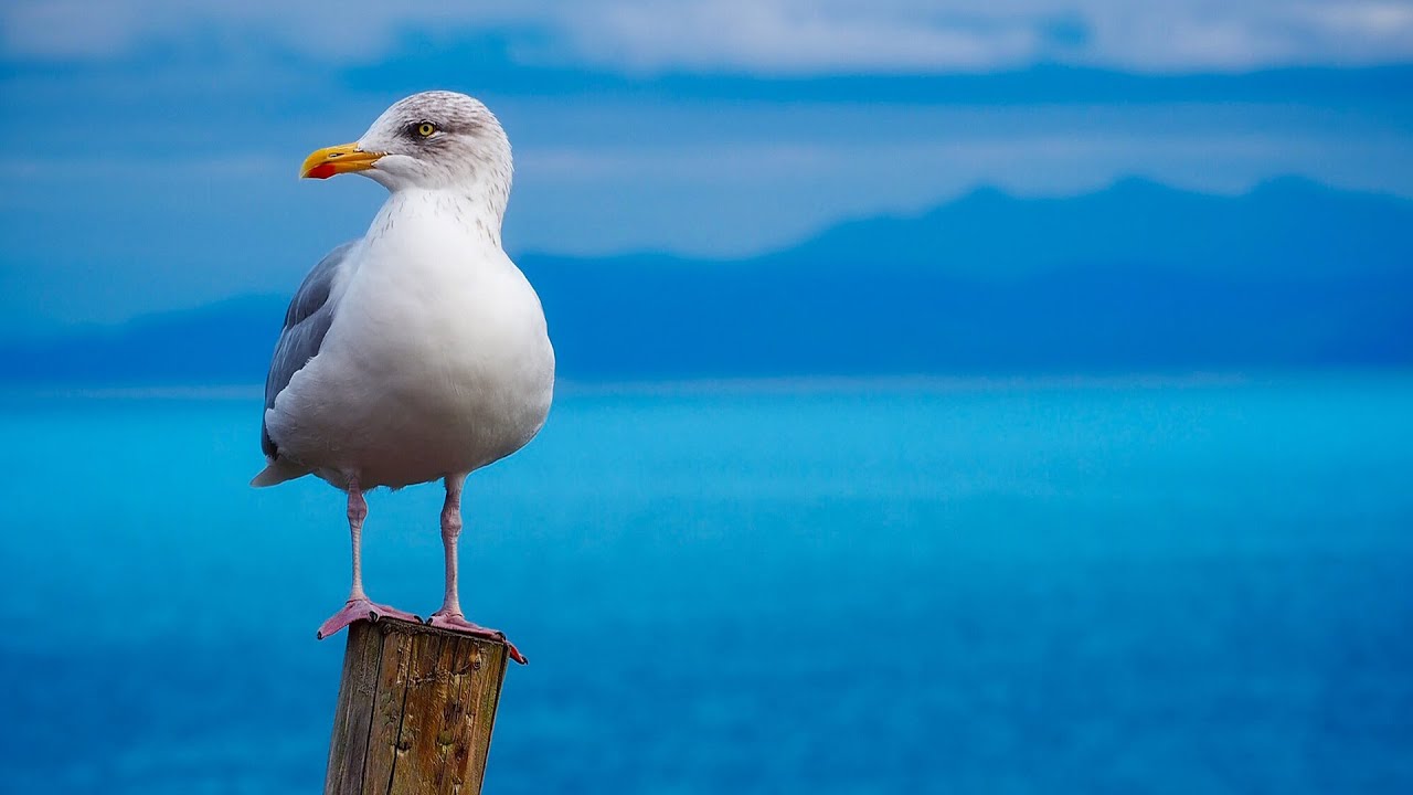 bruit mouette - relaxation - pour dormir - YouTube