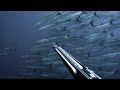 The hunt continues with the meeting of thousands of barracuda monster fish  spearfishing indonesia