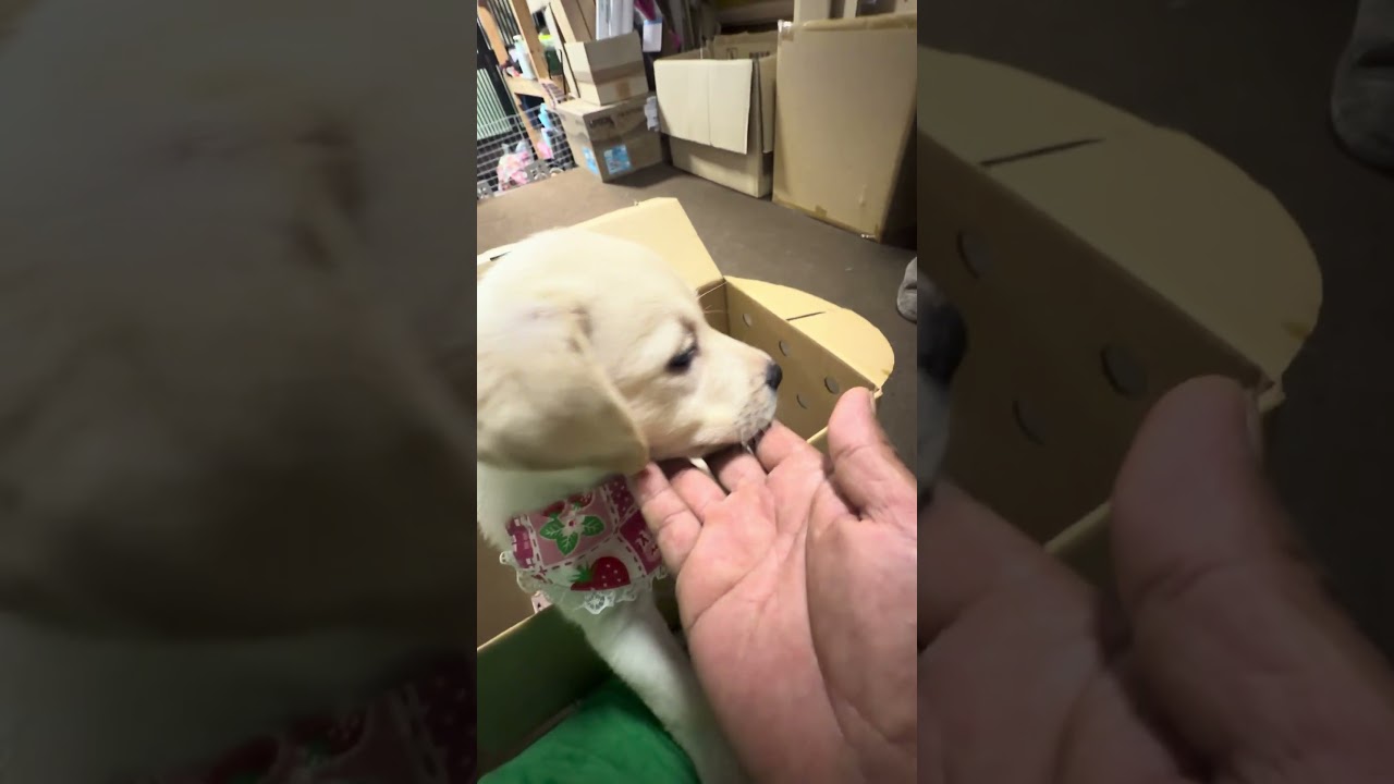 ラブラドール子犬が先住犬とご対面🎊㊗️