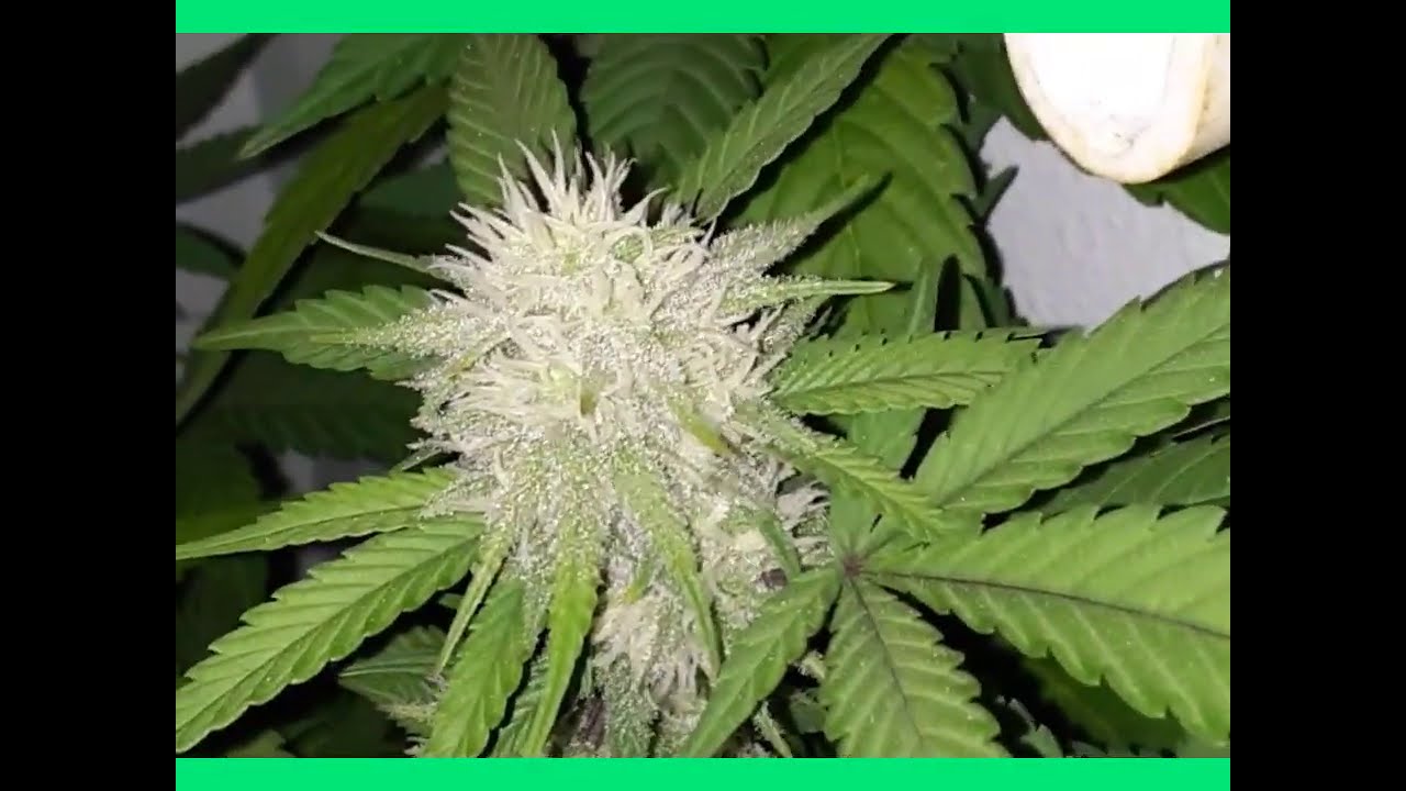 closet grow🇺🇸🇨🇳🇨🇦