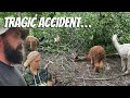 Falling tree killed our alpacarest in peace