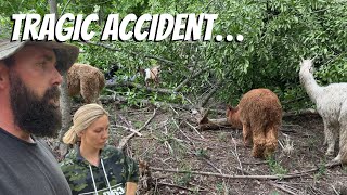 Falling Tree Killed Our Alpaca…Rest In Peace