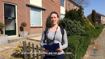 Instructievideo monitoren gierzwaluwen