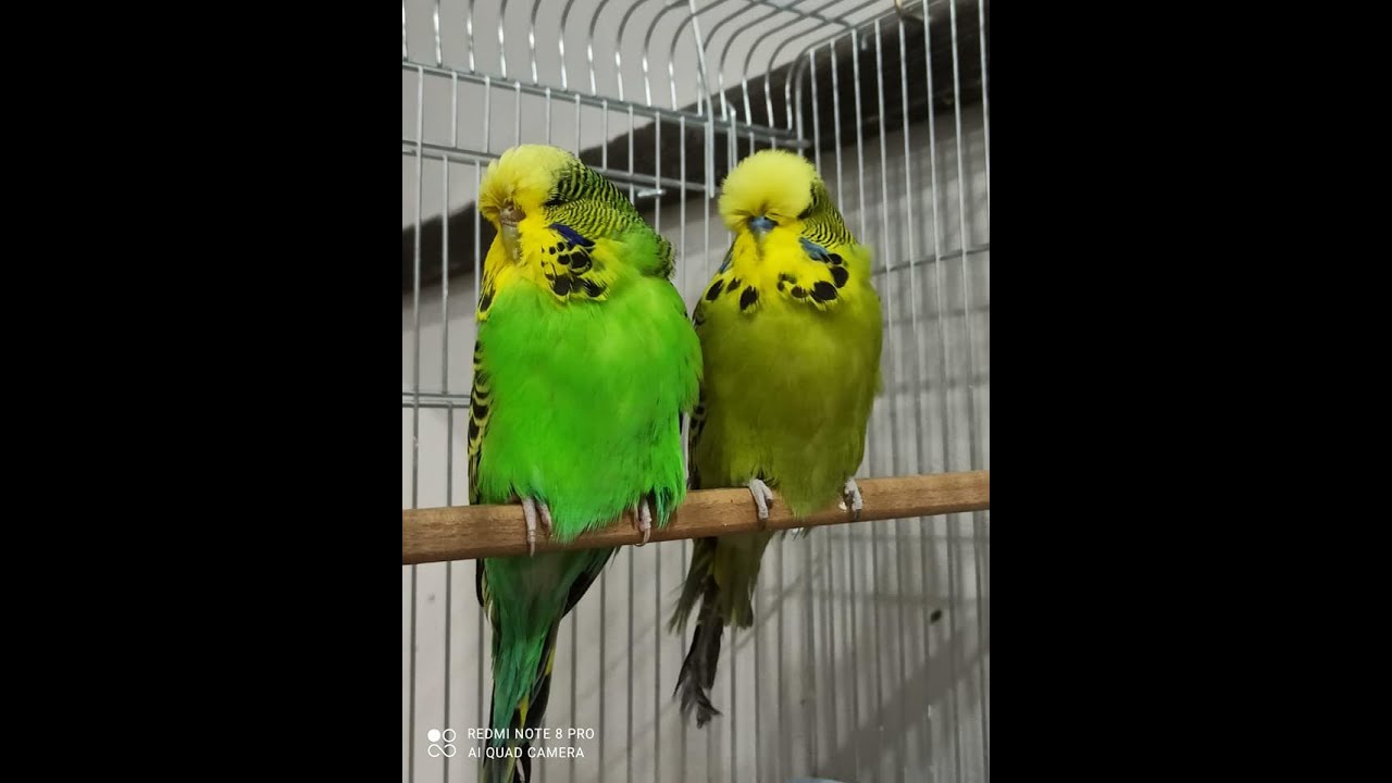 Muhabbet Kuşu Üretimhanemizde Genel Durum ve Takım Takım İsteyenlere Sahiplendirilicek Şhow Jumbo