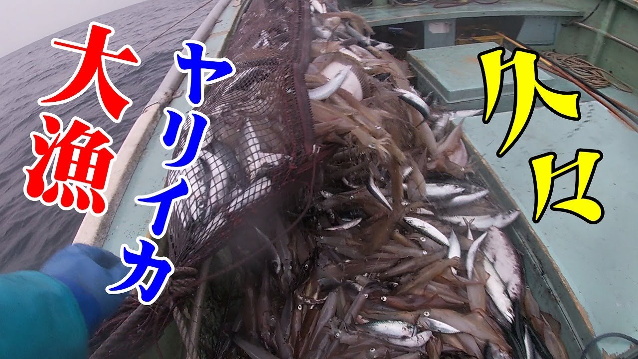 ★底建て網漁代打船長★「ヤリイカ大漁3月]いったん切れたヤリイカがまた入ってきた。＃底建て網 #ヤリイカ #広福丸