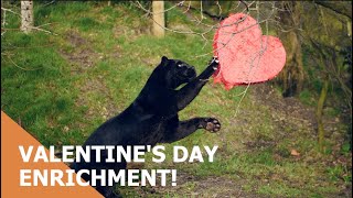 Happy Valentines Day from The Big Cat Sanctuary! 💕