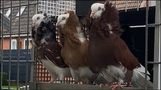 Altholländische Kapuziner/Capuchine Pigeons