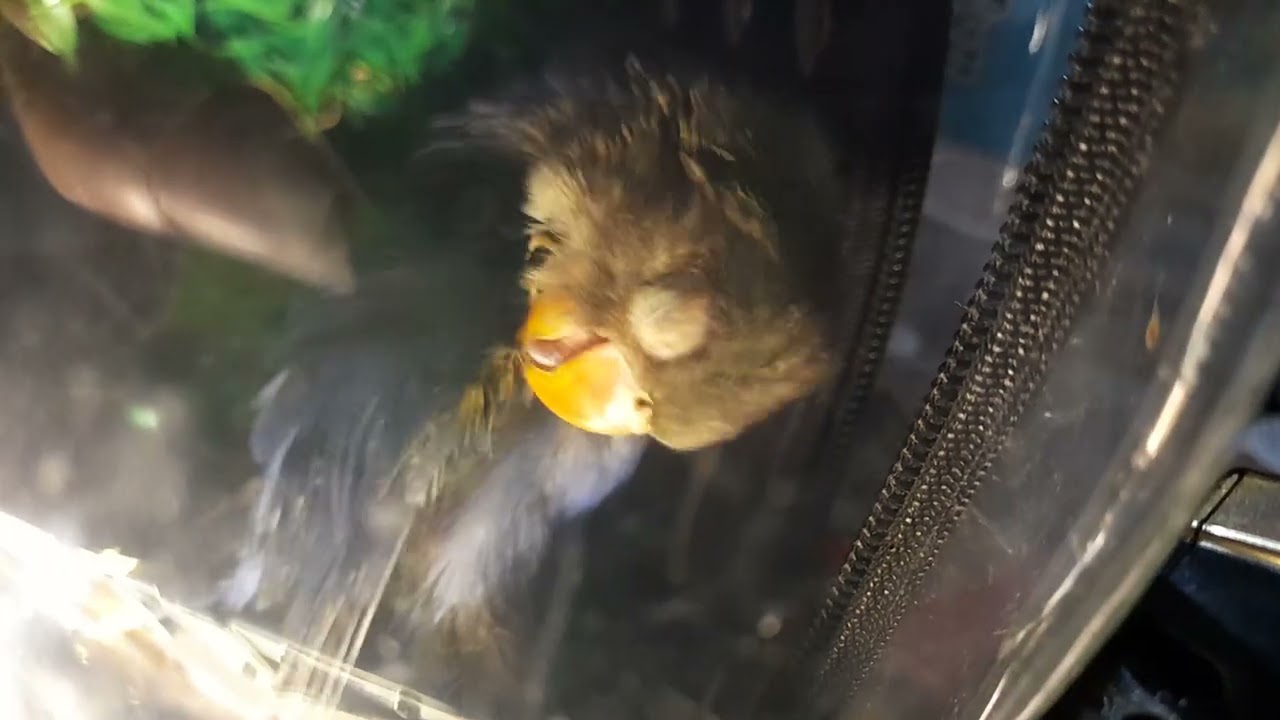 Amazing love bird sleeping while cleaning YouTube