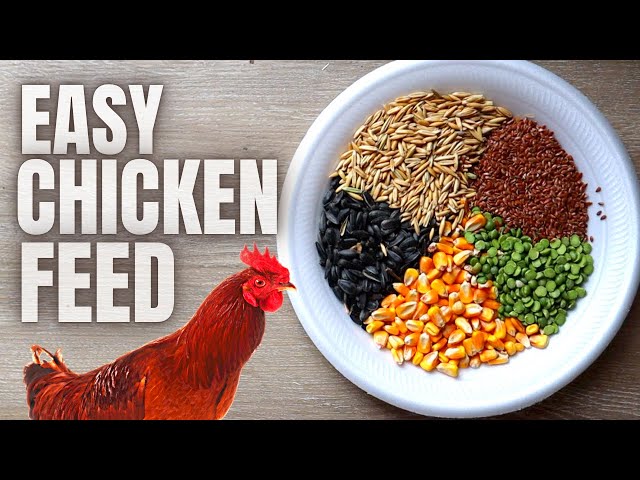 HOW TO MAKE YOUR OWN DIY HEALTHY HOMEMADE CHICKEN FEED 