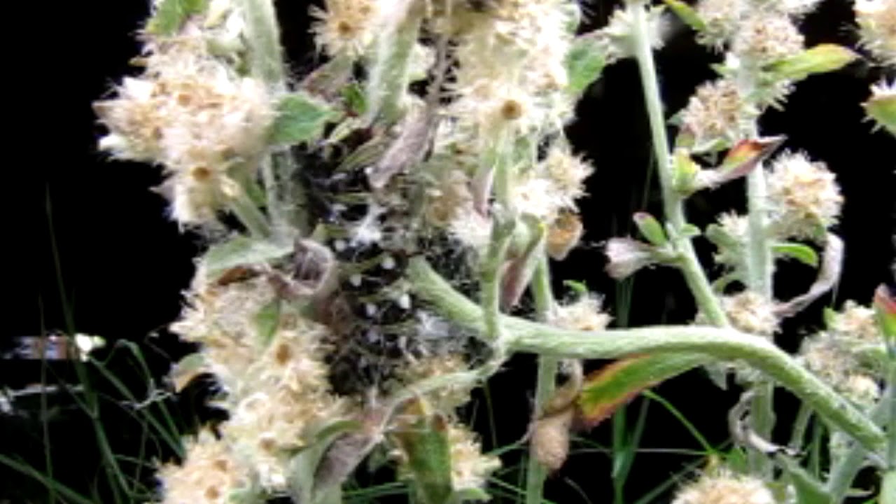 Painted Lady Caterpillar, Vanessa Cardui, making a nest on cudweed