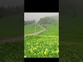 Spring Vibes in the Mist 🌼🌫️