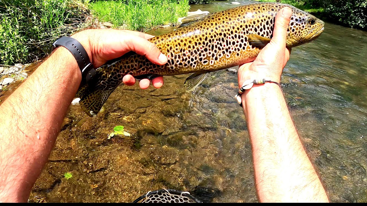 Pesca de truchas gigantes en las altas montañas