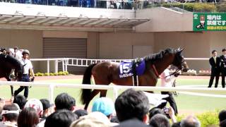 20110626　宝塚記念　パドック　 2番 アーネストリー