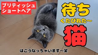 【ブリティッシュショートヘア】飼い主をひたすら待つ健気な猫がとんでもなく可愛かった！ by 今日も  ねこ曜日 351 views 2 weeks ago 4 minutes, 44 seconds