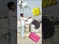 Biscuits to dog, elephant, cat & bear -Animals name vfx magic video #animals