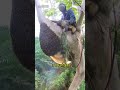 視頻叫什么窒息劑！#采蜜 #萬萬沒想到 #恐高 #工作vlog #蜂蜜