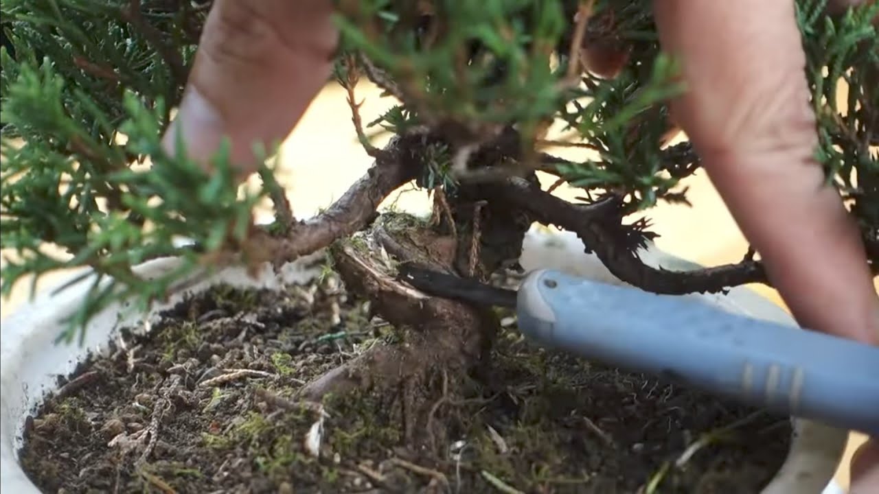 ざるで育てる挿し木からの真柏（シンパク） ♯665 - YouTube