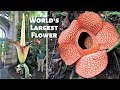 10 Strangest Plants on Planet Earth - World's Largest Flower