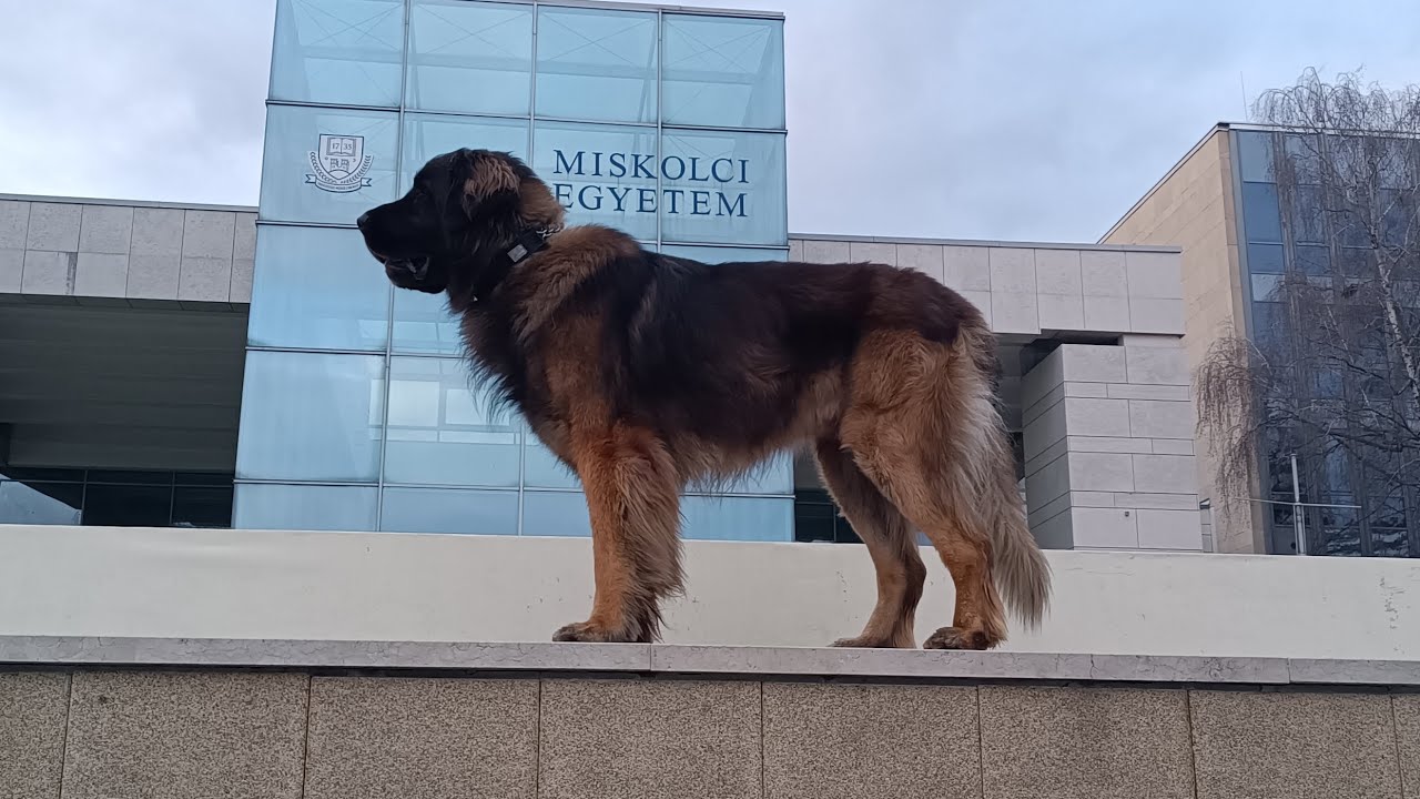 IBgH-1 with Zeusz the Leonberger.