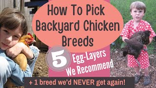 5 Great Chicken Breeds We Love Keeping + One We'd NEVER Keep Again