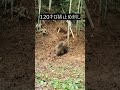 #S63大物猪雄止め刺し　＃猪捕獲　＃くくり罠