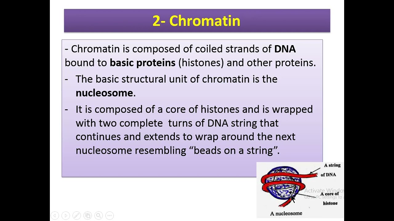 Nucleus & protein synthesis YouTube